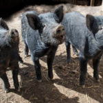 3 hogs taking up space in your home (and they’re not your family)